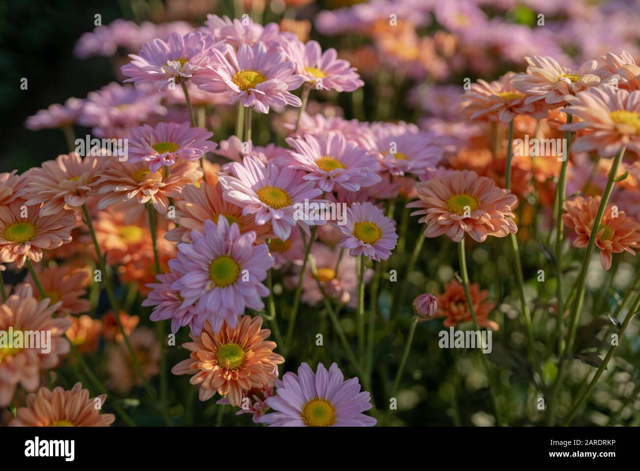 Schöner Kutter blüht in einem blühenden Garten Stockfoto