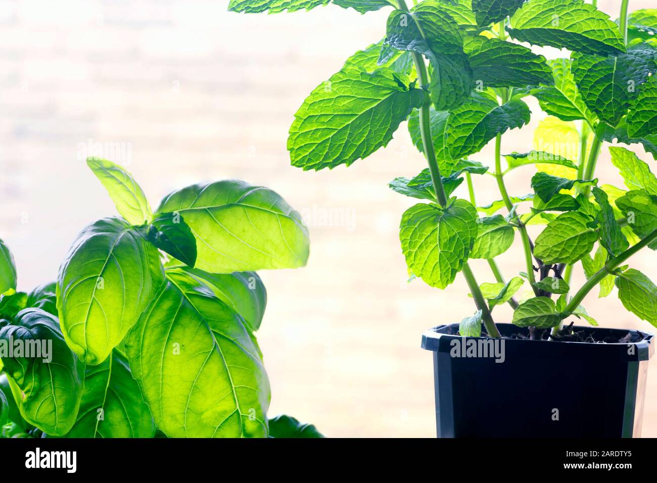 Basil und Minze wachsen in Töpfen. Horizontale Ausrichtung. Stockfoto