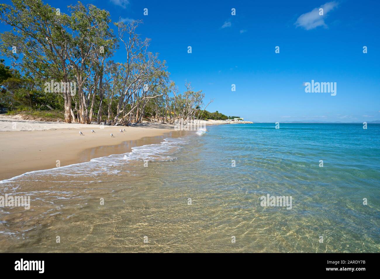 Klares Wasser und weißer Sand auf Putney Beach Great Keppel Island, Queensland Stockfoto