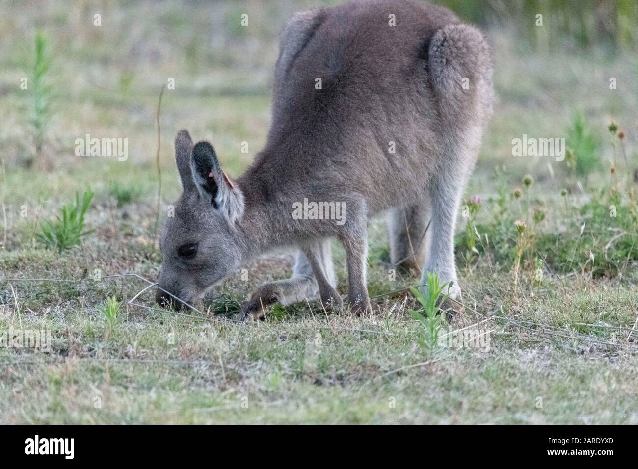 Film-Look Foto von Kangaroo. Filmkörnung Stockfoto