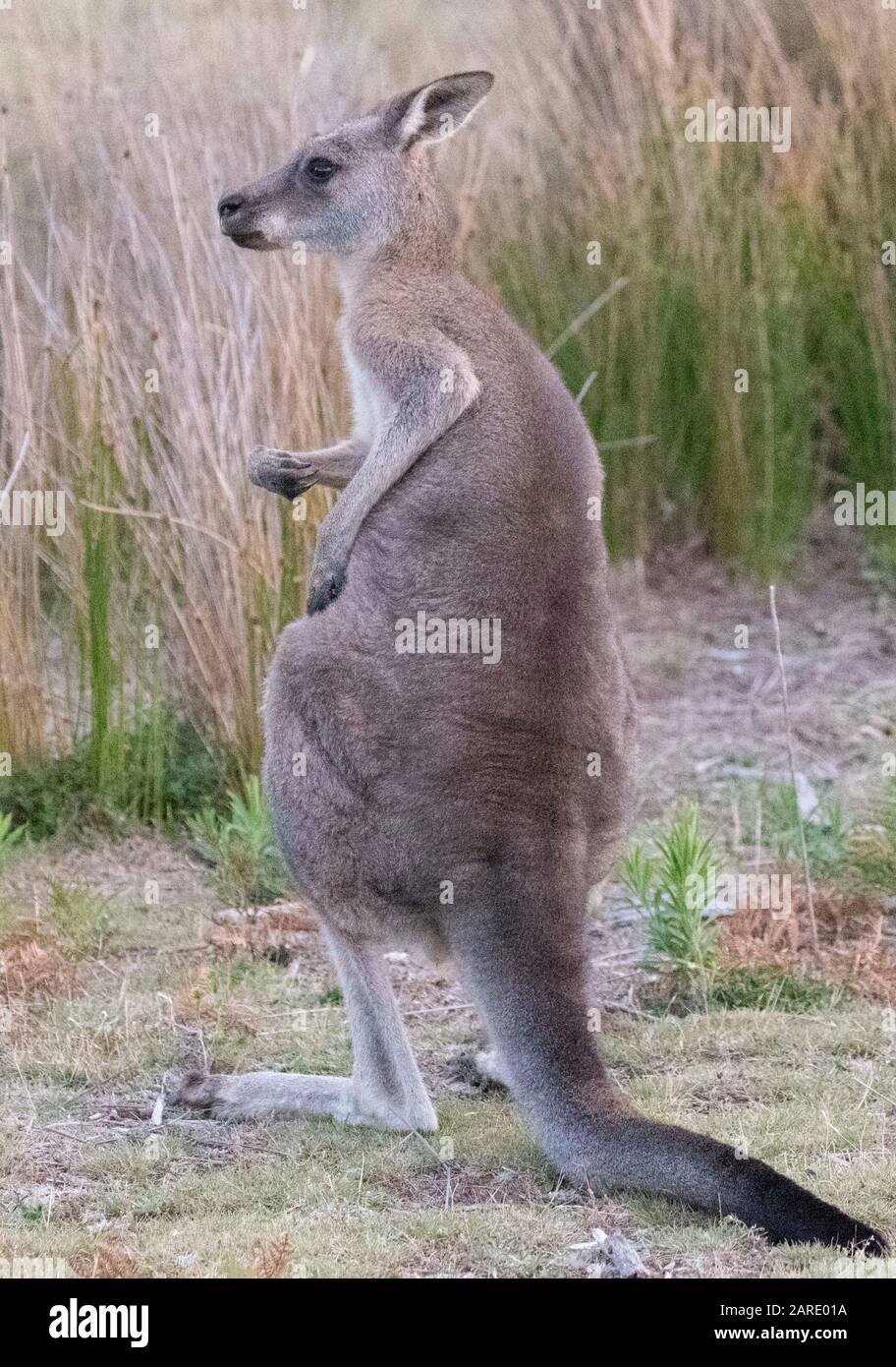 Film-Look Foto von Kangaroo. Filmkörnung Stockfoto