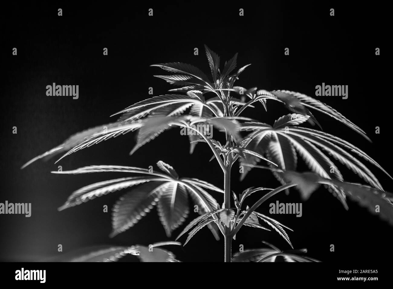 Schwarzweiß Nahaufnahme selektiver Aufnahme von Cannabispflanzen auf schwarzem Hintergrund. Gesunde Marihuana-Blätter, die von der Low-Light-Quelle außerhalb des Rahmens beleuchtet werden Stockfoto