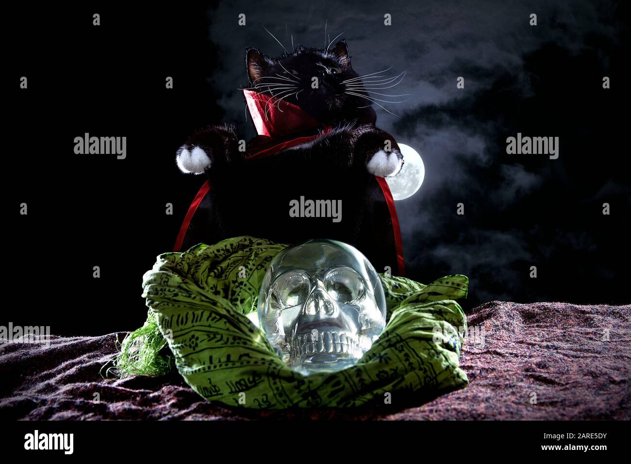 Süße schwarze Katze, die für Halloween ein Cape Kostüm trägt, posiert mit einem Kristallschädel auf einem nebligen Hintergrund. Stockfoto