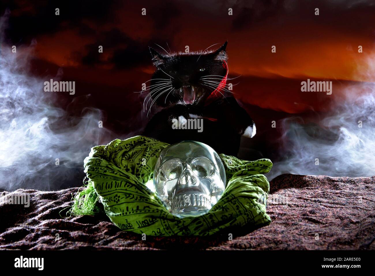 Süße schwarze Katze, die für Halloween ein Cape Kostüm trägt, posiert mit einem Kristallschädel auf einem nebligen Hintergrund. Stockfoto