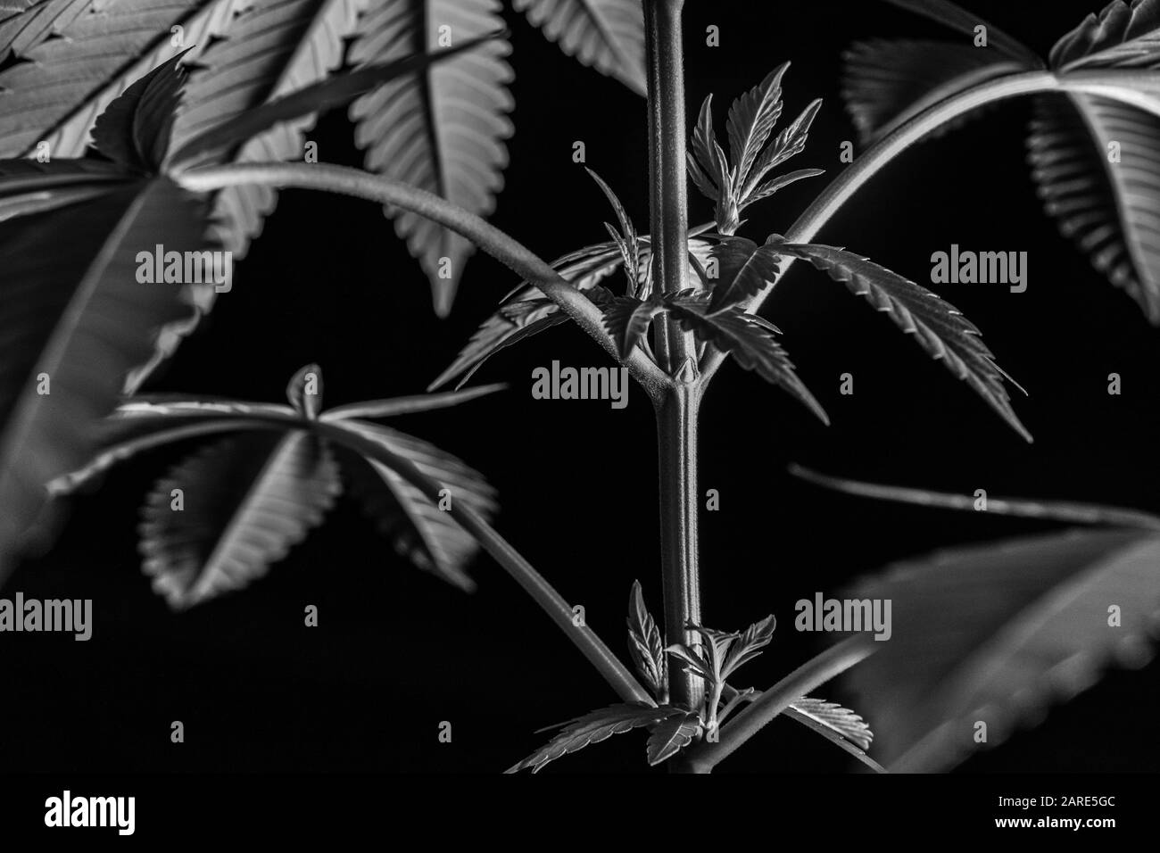 Schwarzweiß-Nahaufnahme von Cannabispflanzenstamm auf schwarzem Hintergrund. Neue gesunde Marihuana-Blätter sprießen aus dem Stamm der Pflanze. Stockfoto