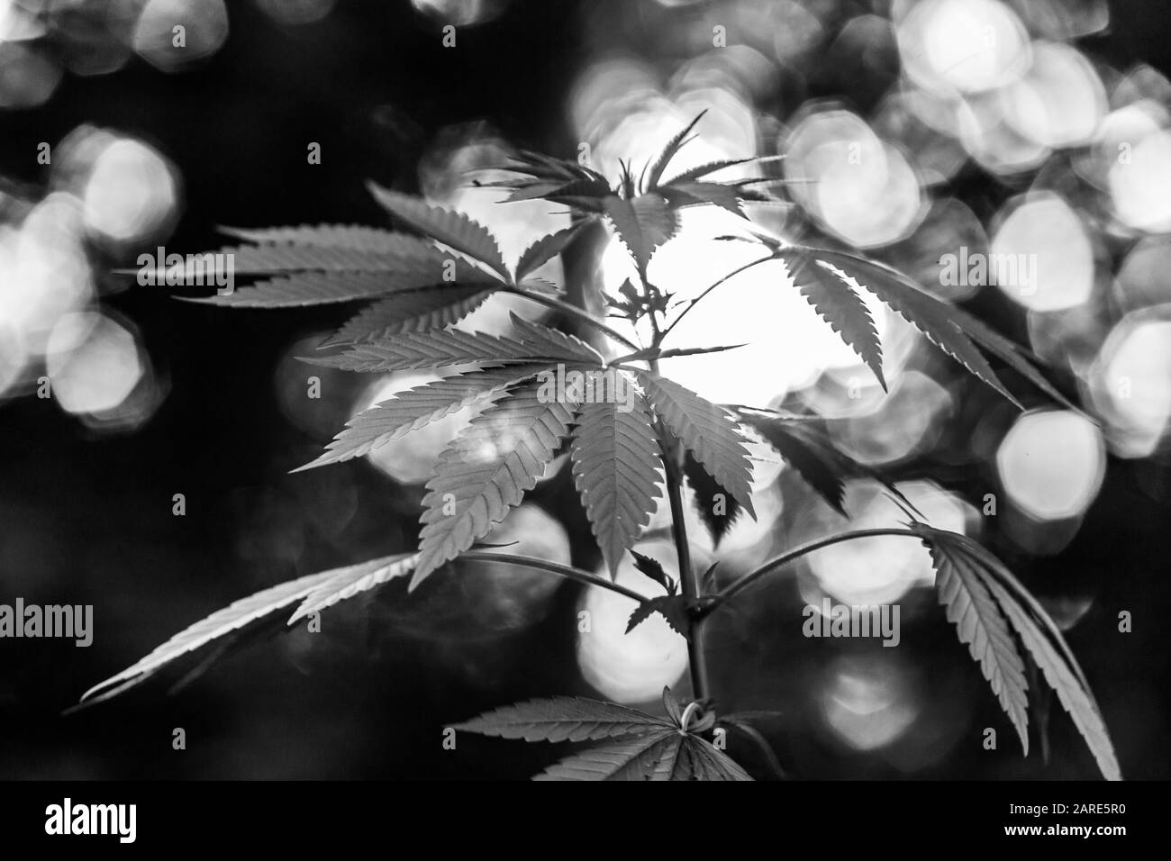 Schwarzweiß Nahaufnahme selektiver Fokus von der Seite einer Cannabispflanze. Sprießende Blätter mit unscharf leuchtenden Lichtern im Hintergrund Stockfoto