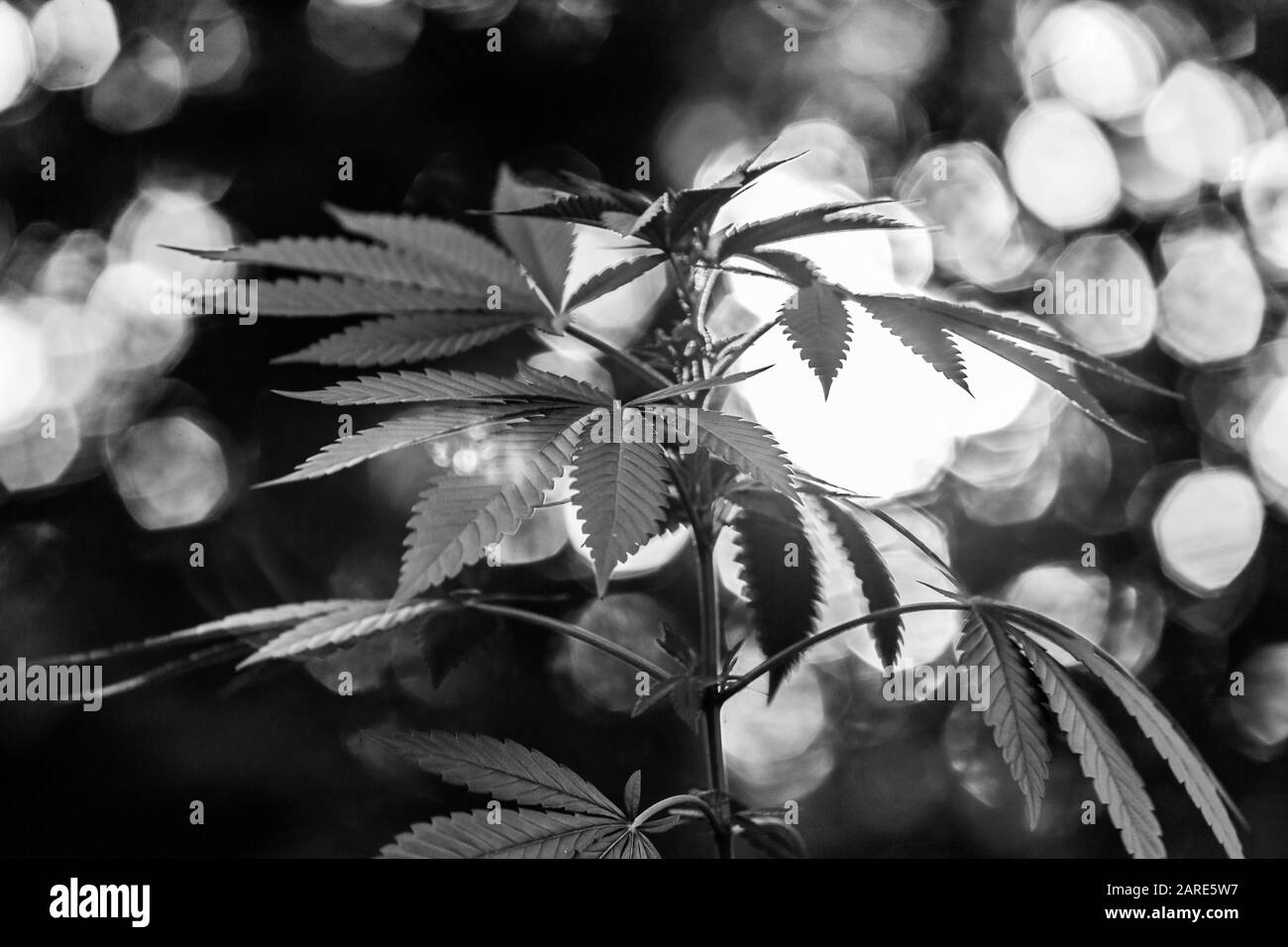 Schwarzweiß Nahaufnahme selektiver Fokus von der Seite der Oberseite einer Cannabispflanze. Sprießen Sie Blätter mit unscharf im Hintergrund Stockfoto
