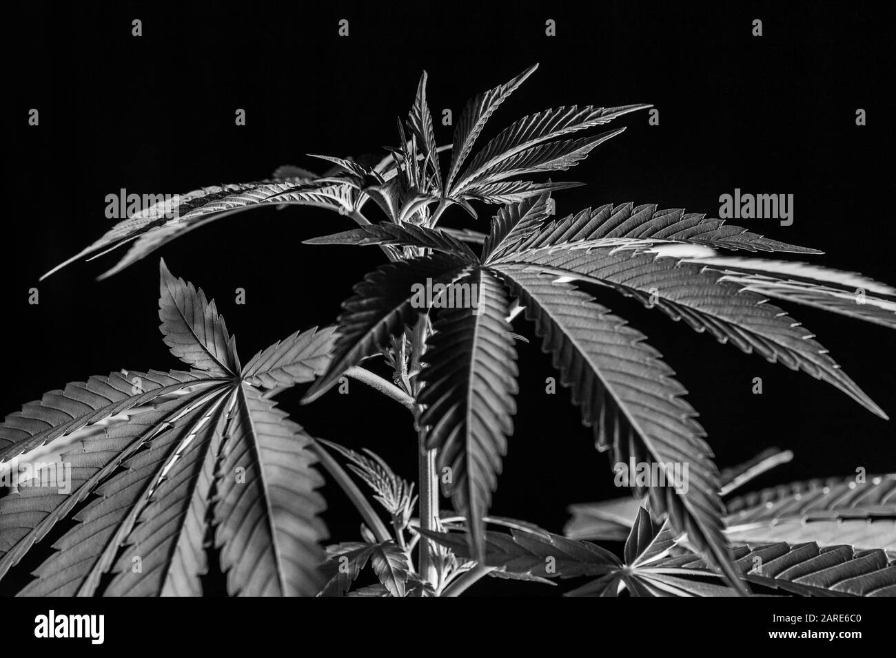 Schwarzweiß-Nahaufnahme der Cannabispflanze auf schwarzem Hintergrund. Gesundes Marihuana lässt stark von der Low-Light-Quelle aus dem Rahmen erleuchtet werden. Stockfoto