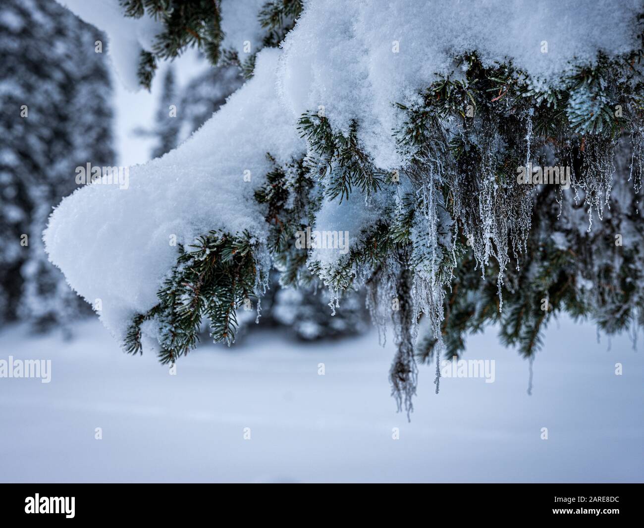 Nahaufnahme von Pinien mit Icicles Stockfoto