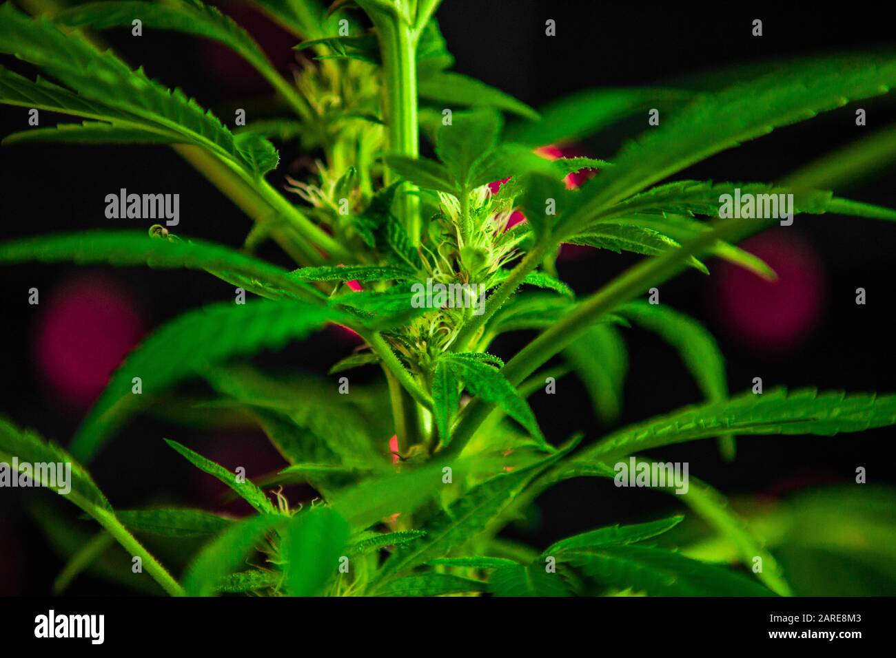 Extremselektive Fokusverschlüsse eines Cannabisstamms mit Fächerblättern und Blumen mit Pistillen sind sprießen. Violette Lichter im Hintergrund Stockfoto