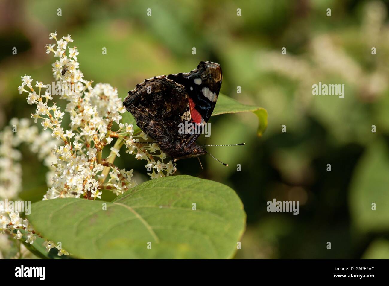 Nahaufnahme eines Roten Admirals auf einem Blatt umgeben von Blumen unter Sonnenlicht mit verschwommenem Hintergrund Stockfoto