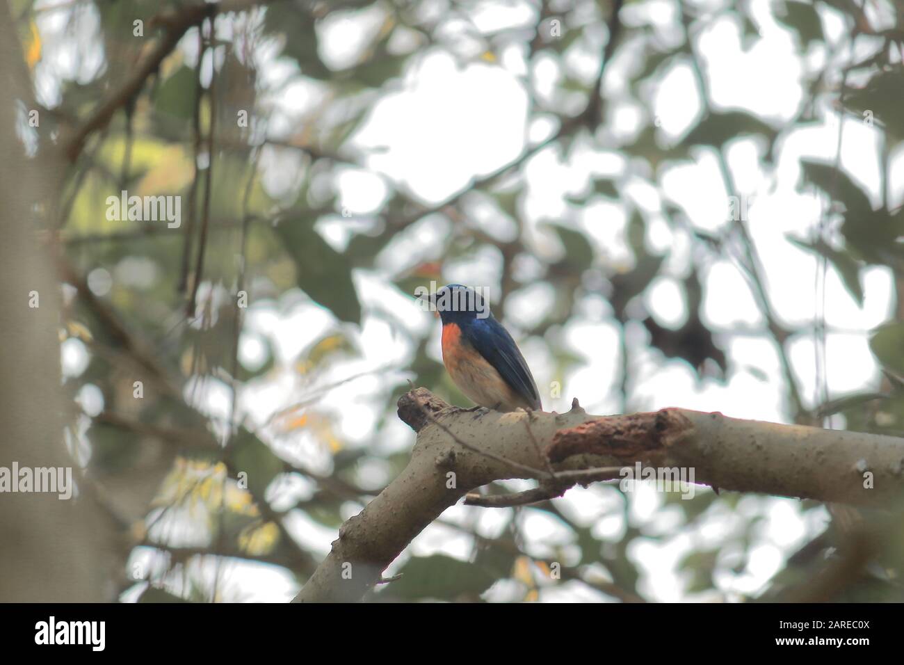 Ein blauer Flycatcher (Cyornis tickelliae) eines männlichen Tickells, der auf einem Zweig in der Region des sundarbanischen Deltas, westbengalen in indien, sitzt Stockfoto