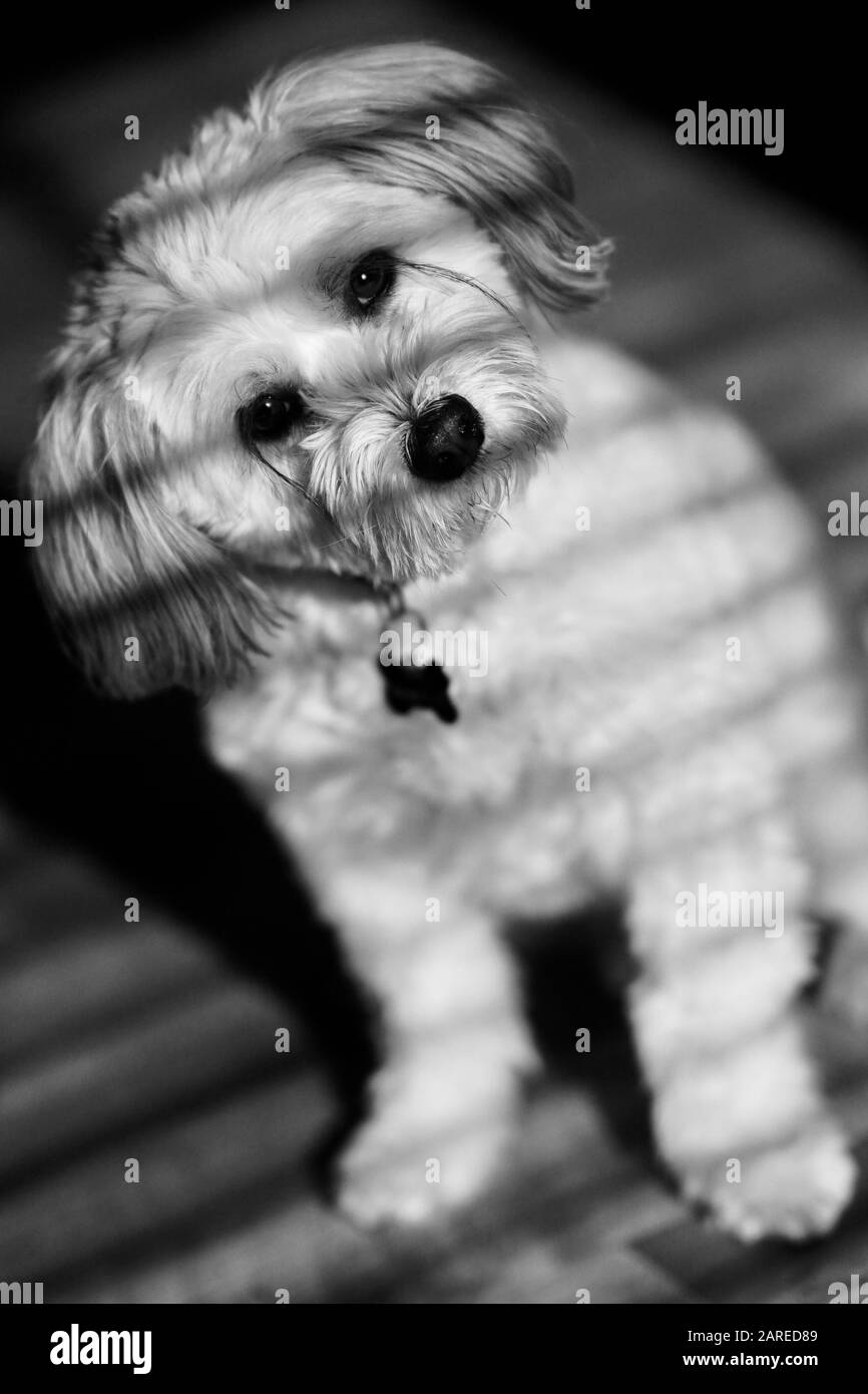 Ein Hund sitzt im Licht, das durch Jalousien in einem Fenster scheint, auf dem Boden. Stockfoto