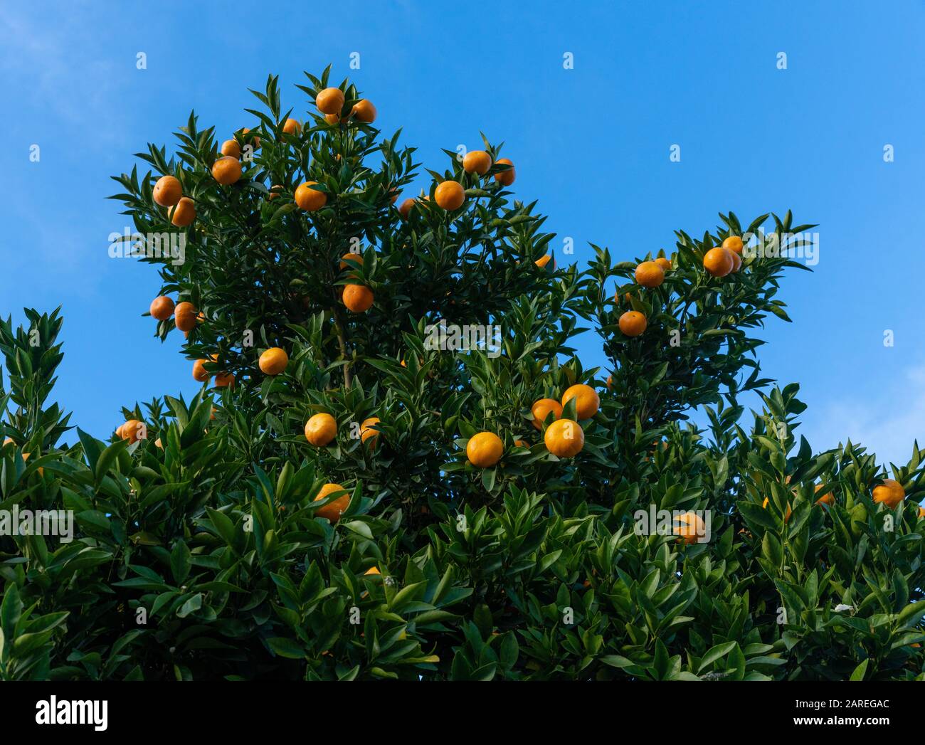 Orangenbaum mit reifen Orangen im kalifornischen Hochland-Park-Viertel von Los Angeles. Stockfoto