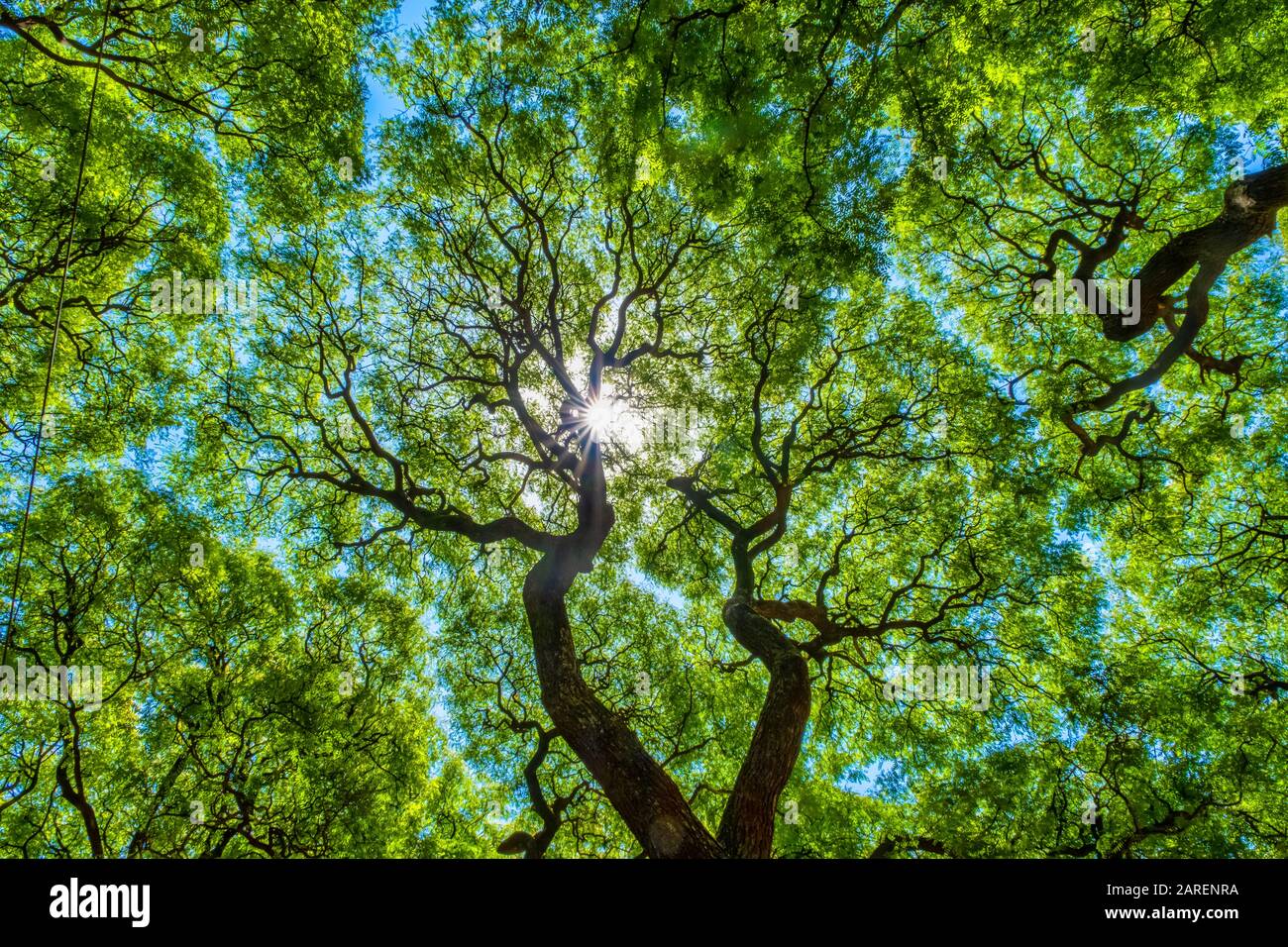 Subtropischer Wald, Lezama Park, Buenos Aires, Argentinien Stockfoto