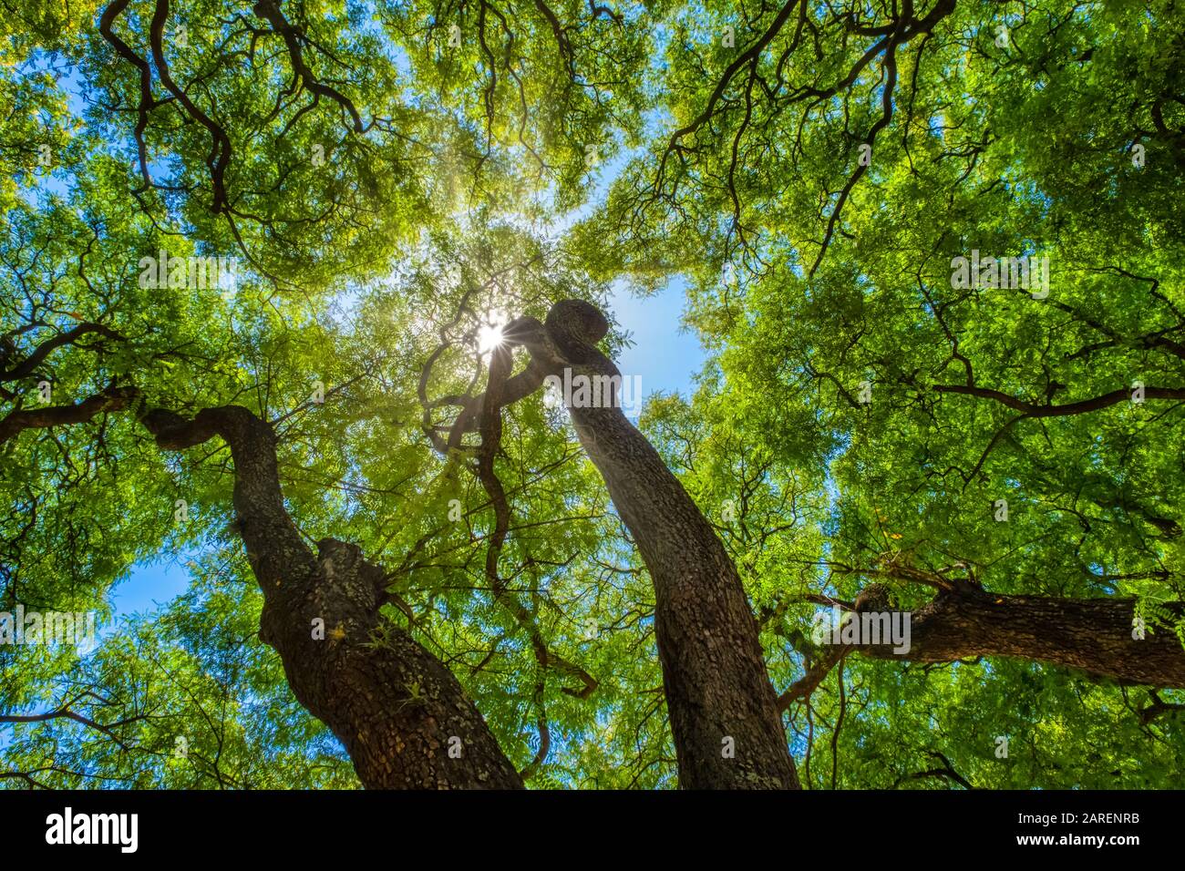 Subtropischer Wald, Lezama Park, Buenos Aires, Argentinien Stockfoto