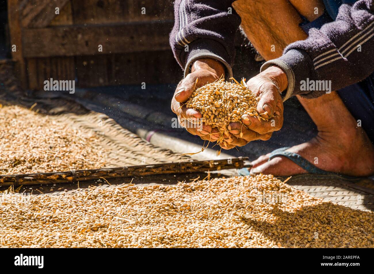 Hände voll Getreide zur Erntezeit in den Dörfern Stockfoto
