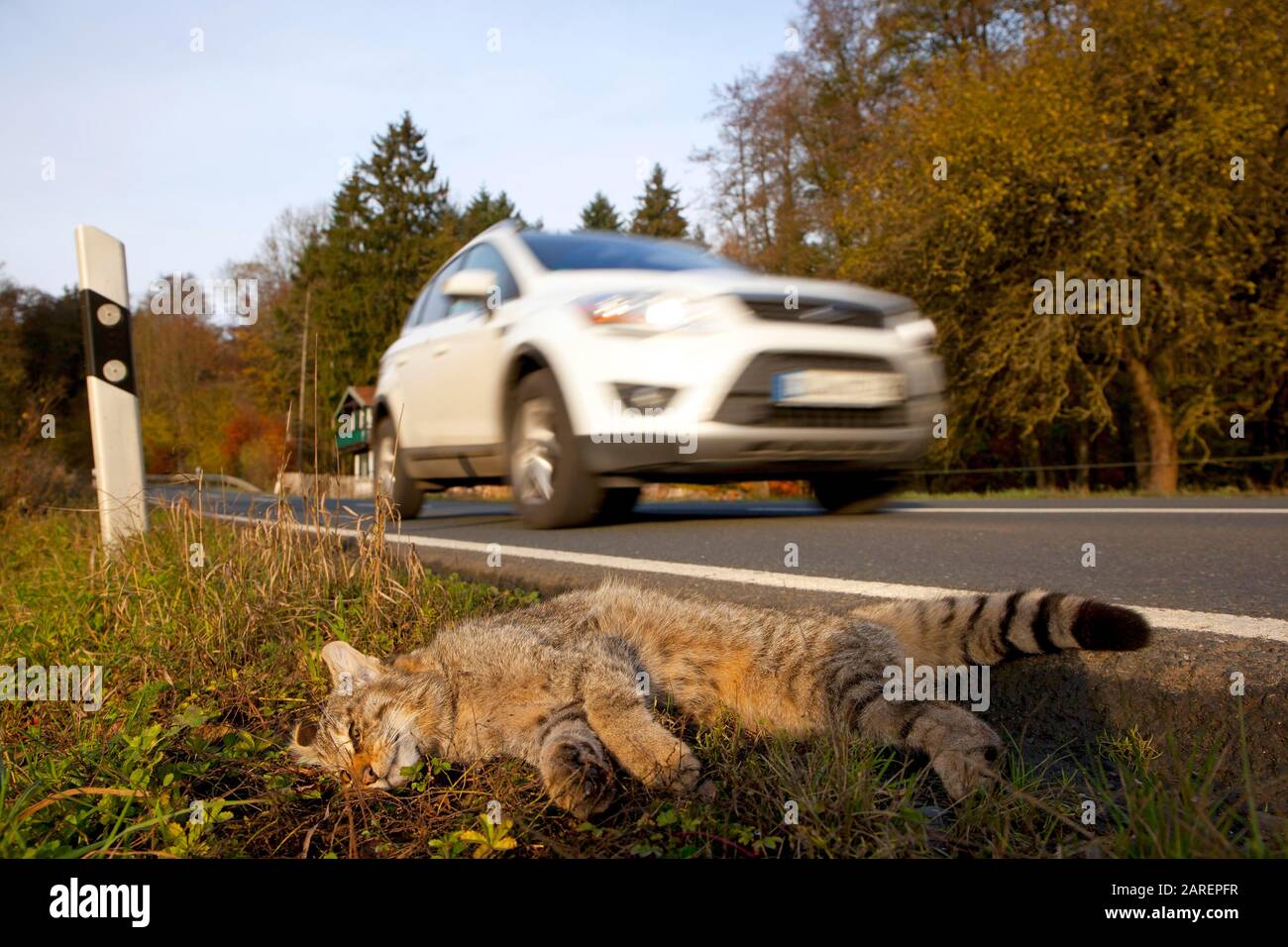 Europäische Wildkatze (Felis silvestris) auf einer Landstraße, Hessen, auf der Seite der Straße überfahren Stockfoto