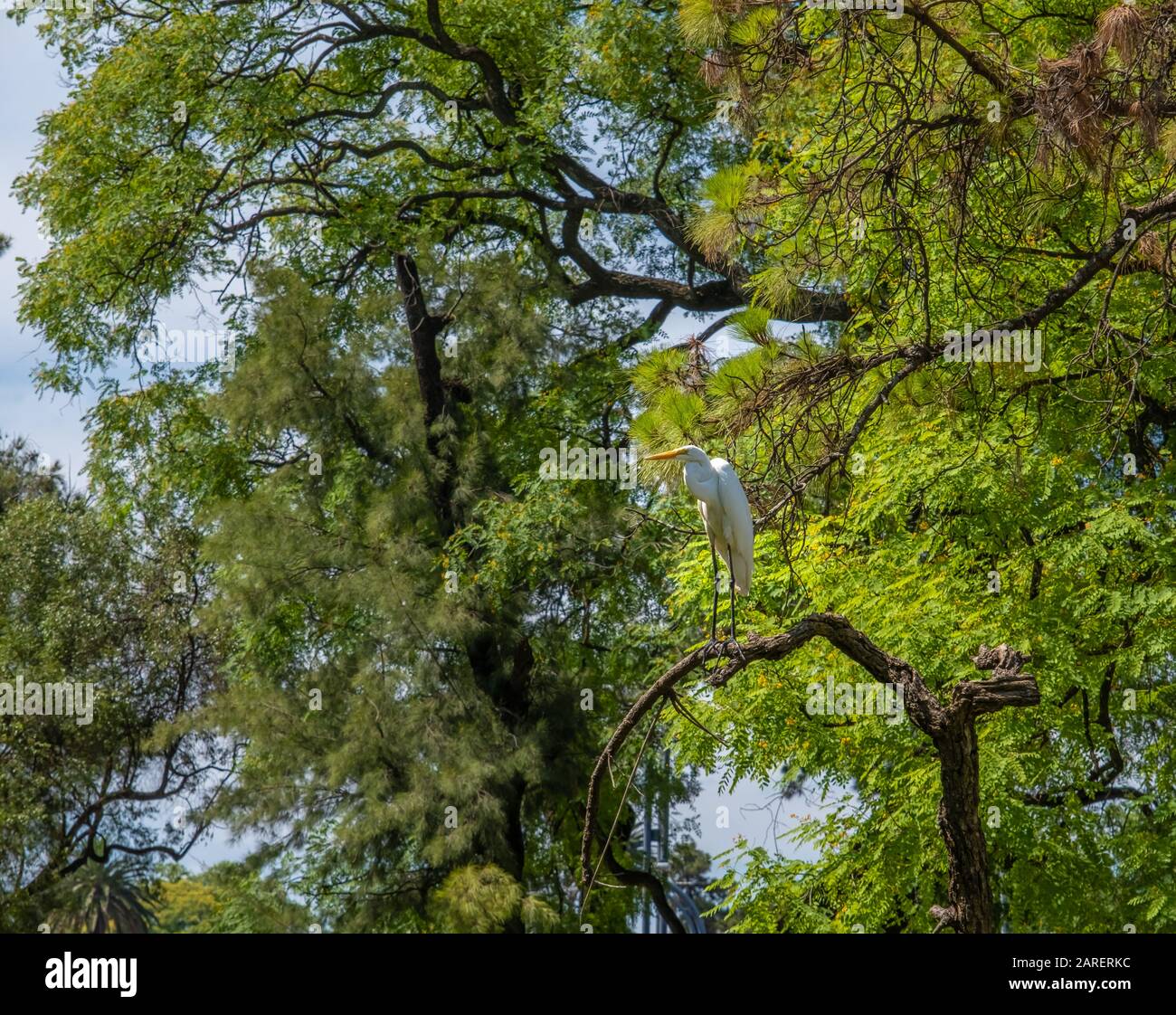 Weißer Kran im subtropischen Wald der botanischen Gärten, Buenos Aires, Argentinien Stockfoto