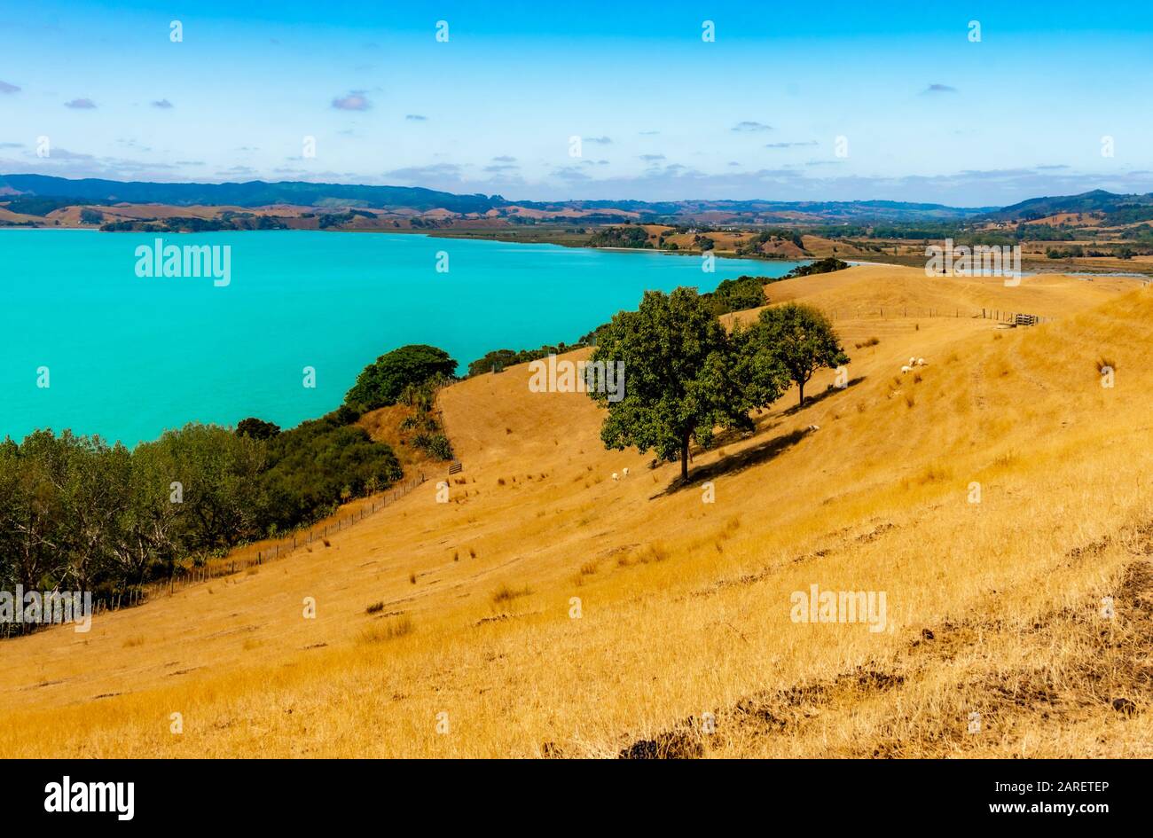 Duder Regional Park, Auckland, Neuseeland Stockfoto