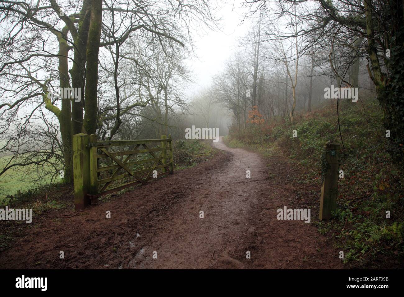 Fußweg im Nebel auf den Clent Hills, Worcestershire, England, Großbritannien. Stockfoto