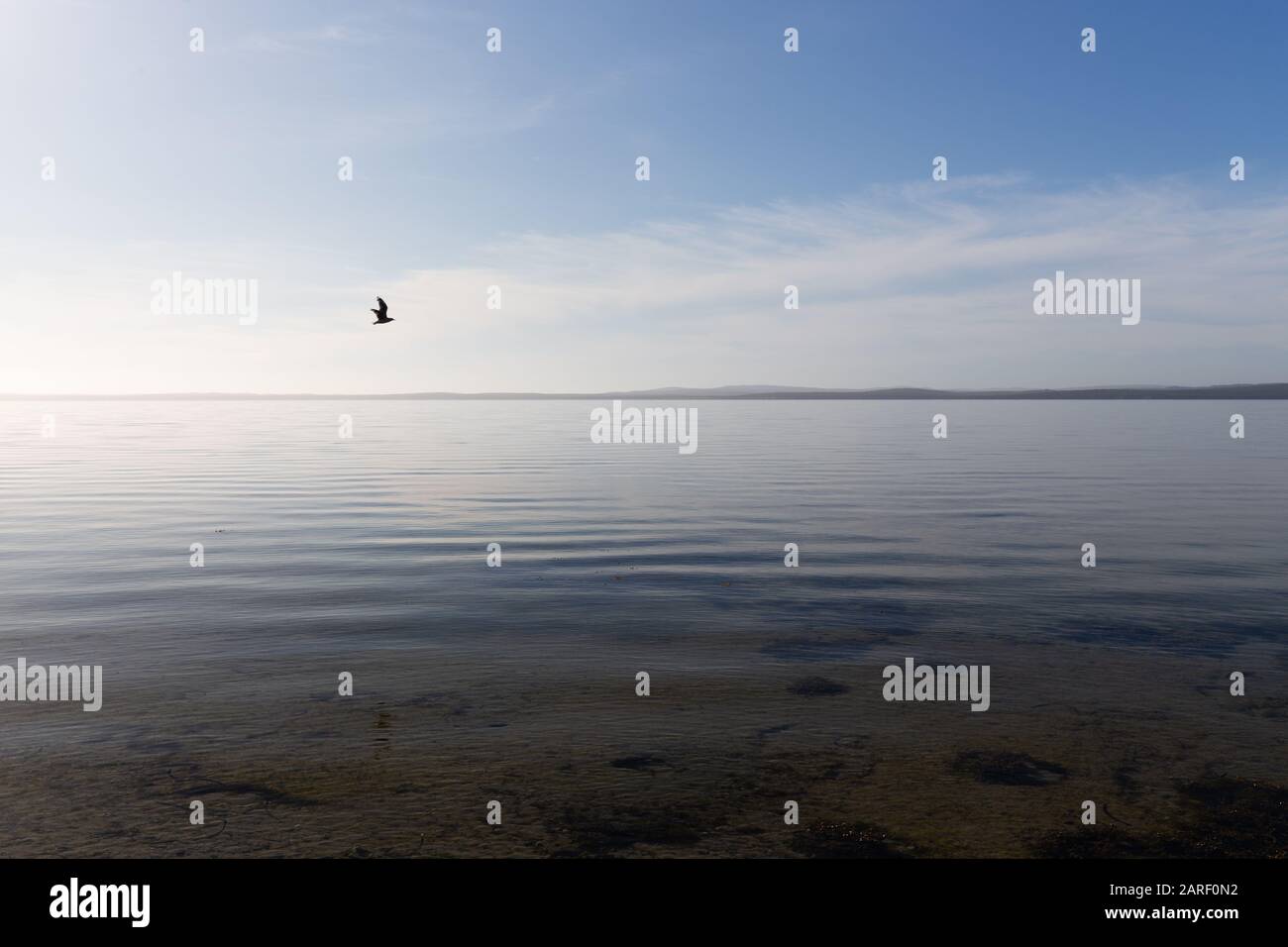 Glassige, ruhige Küstenlinie mit Meeresvogel und Horizont in South Australia. Stockfoto