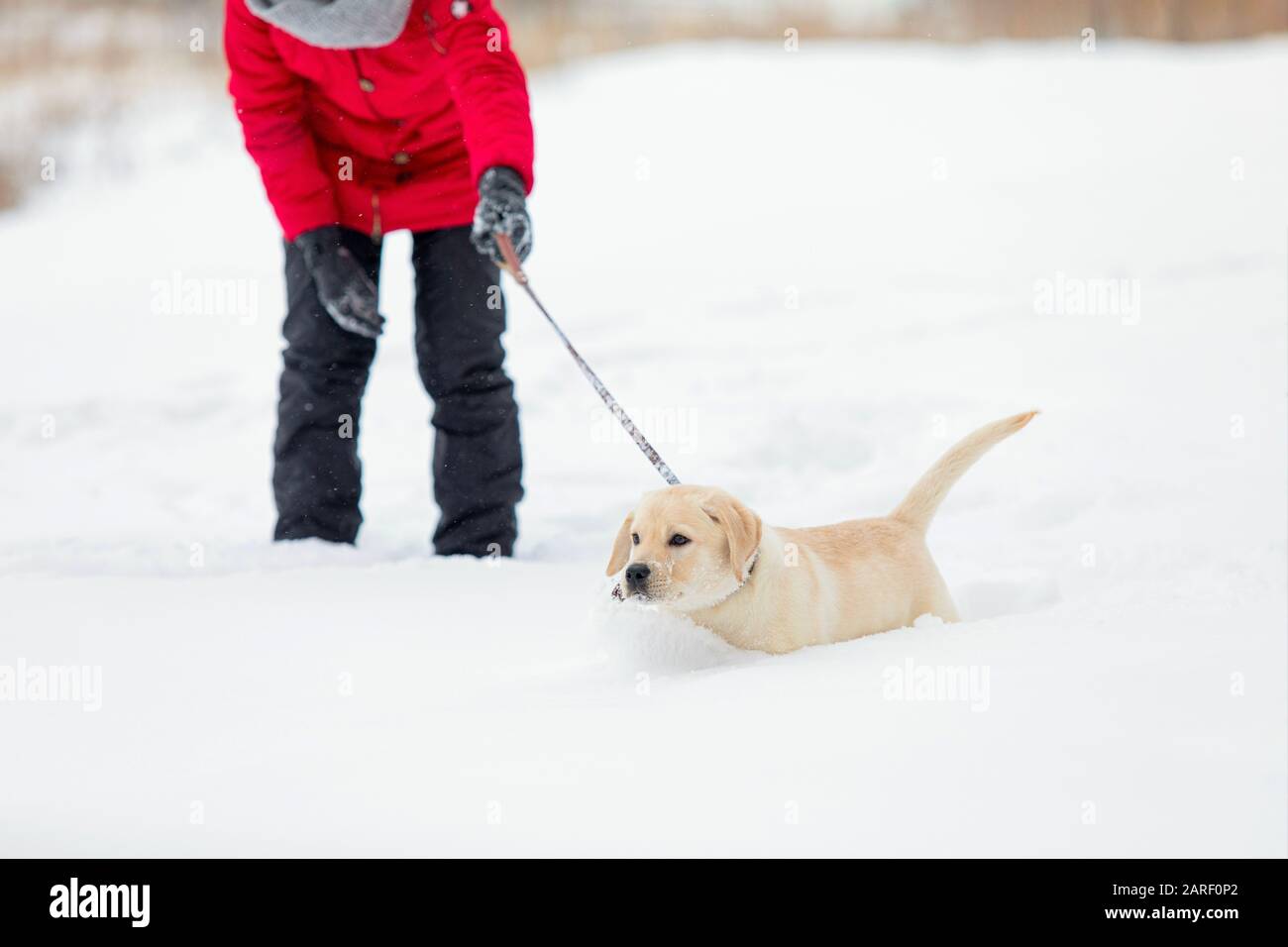 Erwachsene Frau, die mit ihrem Welpen Labrador am Wintertag in Schneeverwehungen spazieren geht. Stockfoto