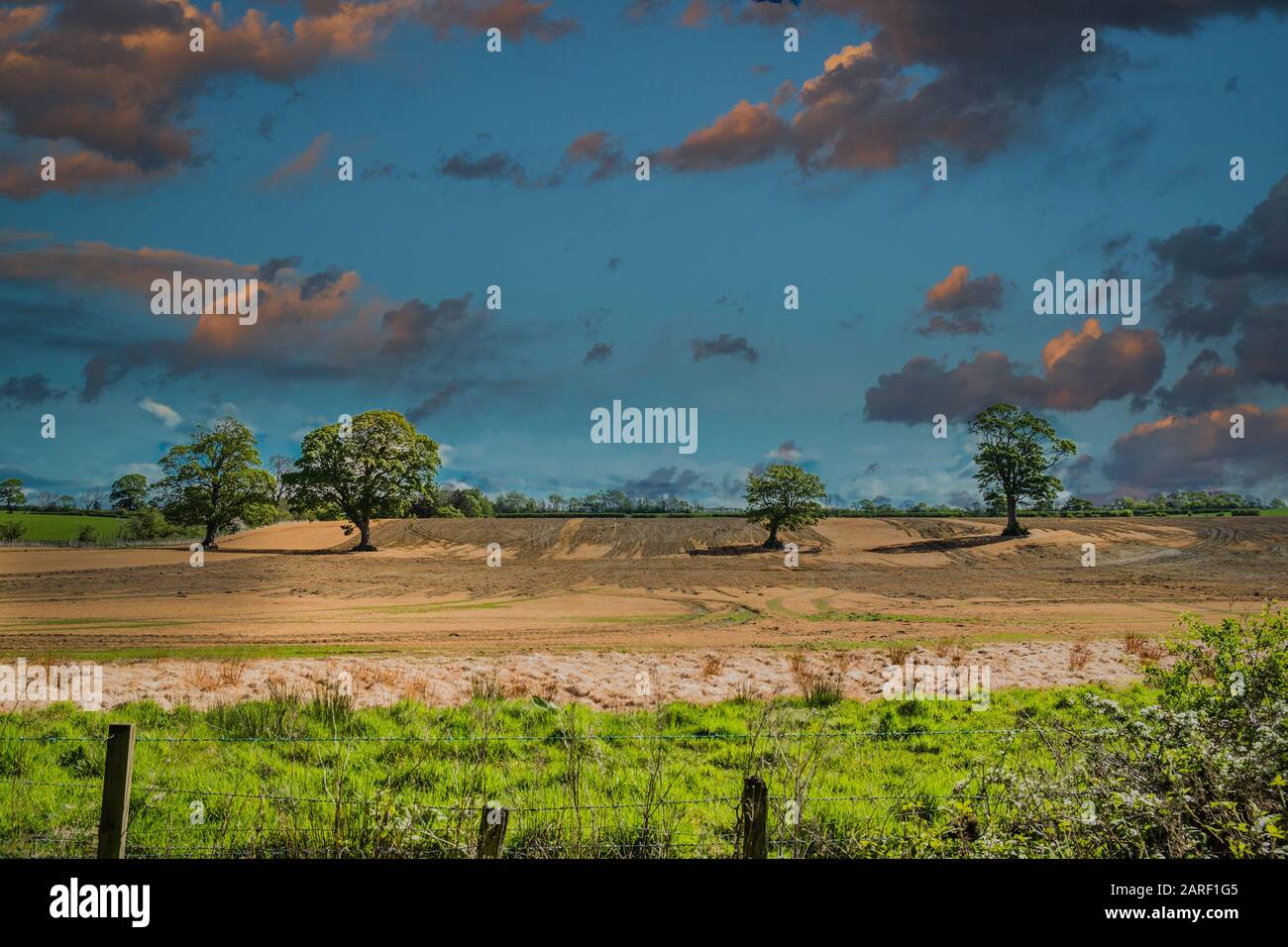 Eine wackelige Zaun und gepflügten Feldern mit vier herrlichen Reifen schottischen Bäume auf South Ayrshire farm landet auf einem hellen Winter Tag in Schottland. Stockfoto