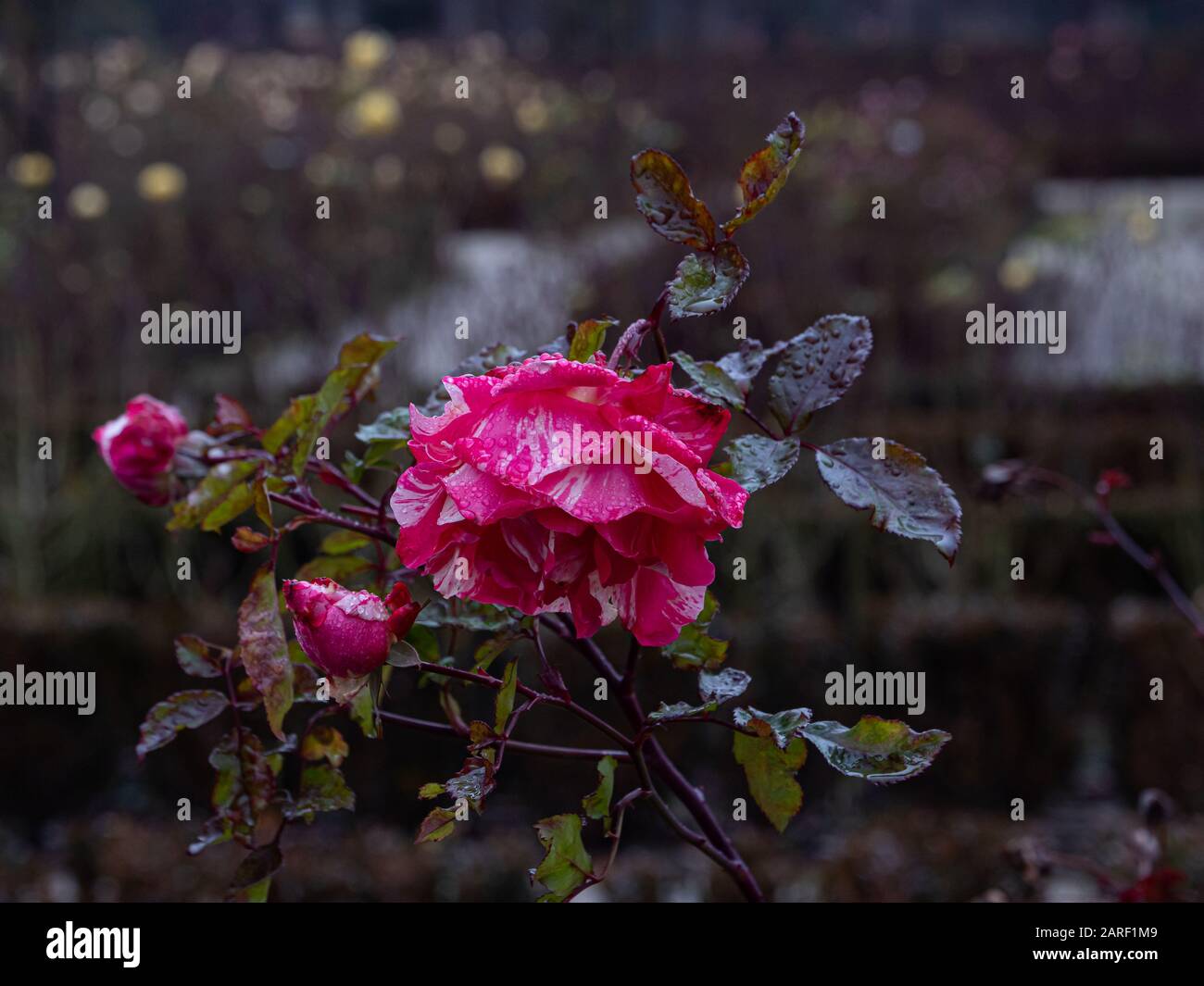 Einige Rosen wachsen im Winter im Retiro-Park in Madrid Stockfoto