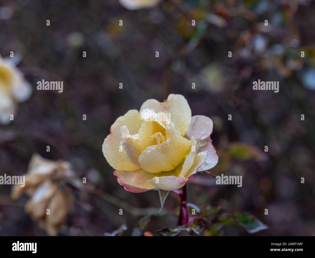 Einige Rosen wachsen im Winter im Retiro-Park in Madrid Stockfoto