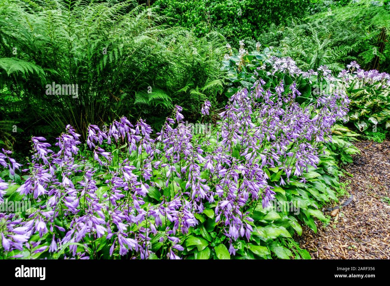 Perennial Garden Border Blue Flowers Hosta 'Betsy King' Garden Edging Shady Garden Scene Hostas Ferns Plantain Lily Flowering Path Juli Sommer Stockfoto