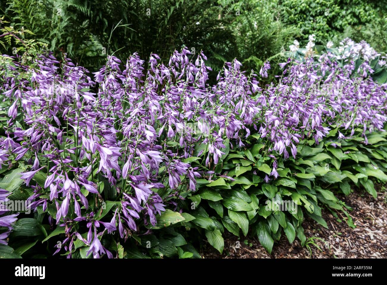 Border Hosta 'Betsy King' Blumen blühend Hostas Blumenbeet Sommer Garten Blumenbeete, Beauty Hosta Garten Blumenbeete Stockfoto