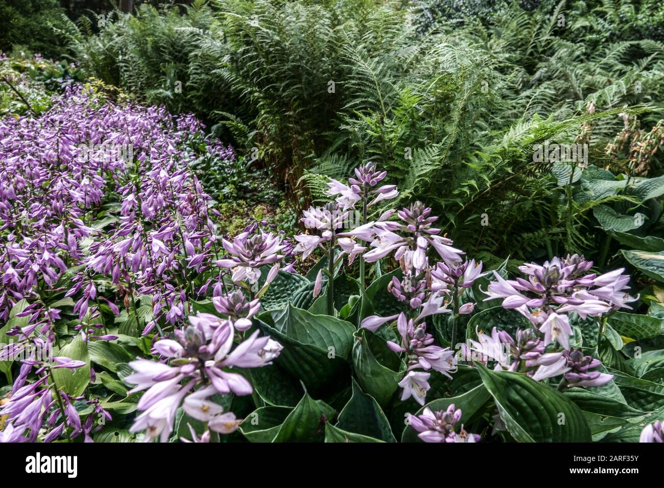 Hostas Farns Grenzgarten Stockfoto