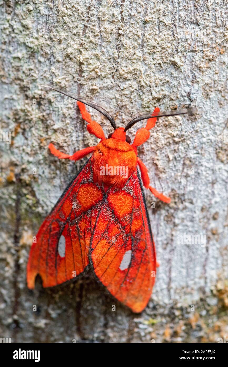Tiger-Motte - Ernassa justina, schöne rote Motte aus Südamerika, östlichen Andenhängen, Wild Sumaco Lodge, Ecuador. Stockfoto