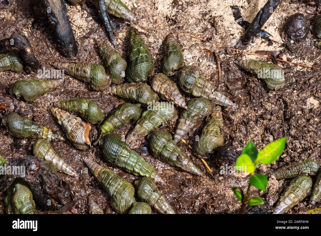 Schneckenschalen im Dschungel der Insel Curieuse, Seychellen im Indischen Ozean, Afrika Stockfoto