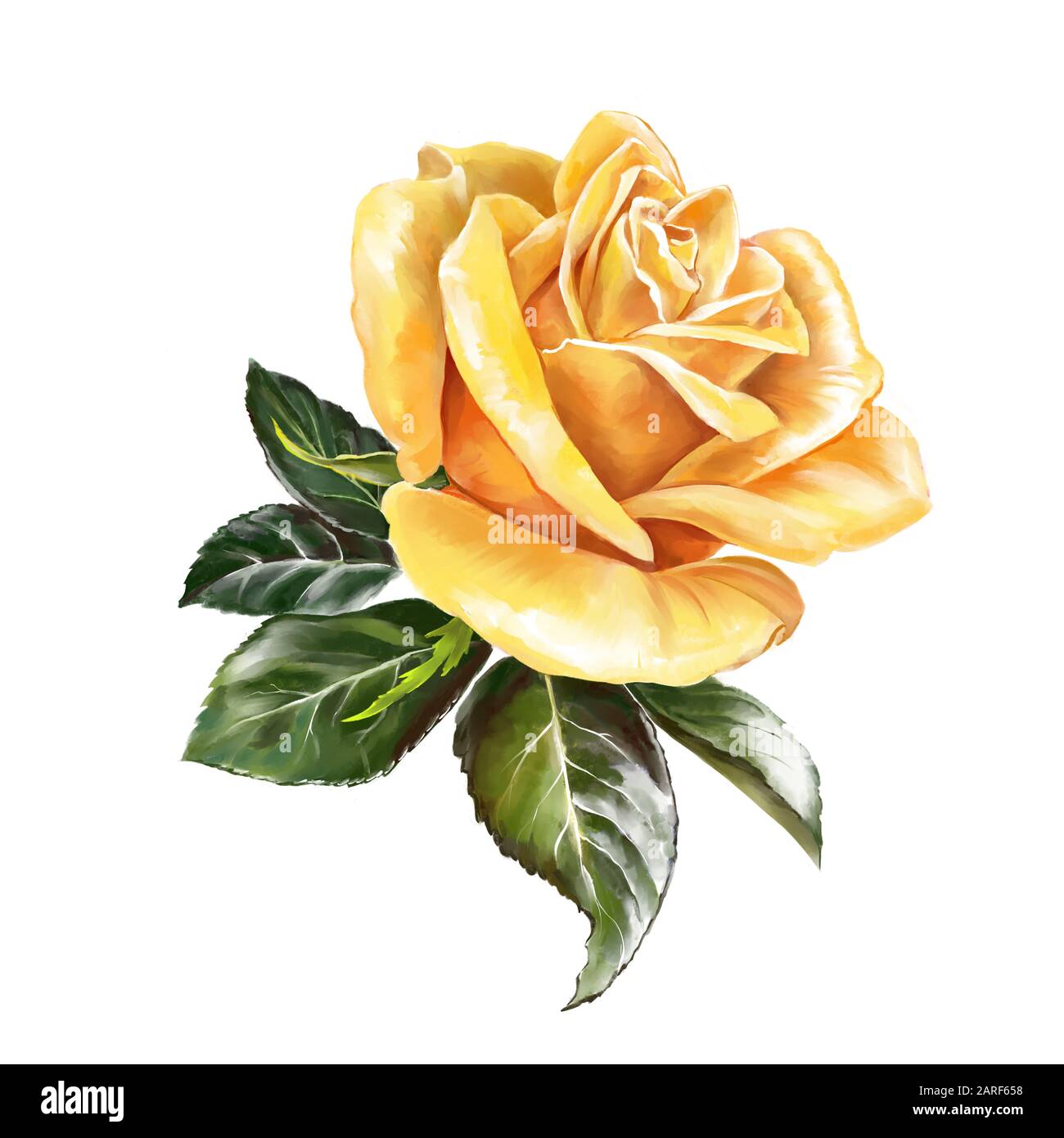 Blumenrose gelb mit grünen Blättern, Kunstillustration mit auf weißem Hintergrund isolierten Aquarellen gemalt. Stockfoto