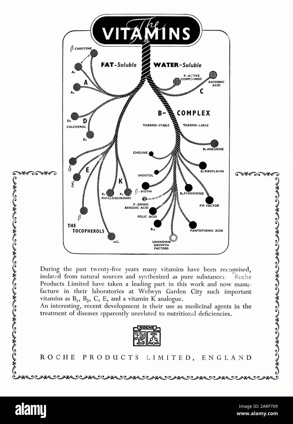 Werbung für Roche Products Ltd 1951 zur Förderung ihrer synthetischen Vitamine. Dies erschien im offiziellen Leitbuch für das Festival of Britain, das 1951 auf Der South Bank, London, England, Großbritannien stattfand. Die Abbildung/das Diagramm zeigt Vitamine, die entweder fettlöslich oder wasserlöslich sind, einschließlich A, B, D, E und K. Die Kopie erklärt die Rolle von Roche bei der Herstellung synthetischer Versionen dieser Vitamine. 1934 wurde es unter dem Markennamen Redoxon das erste Unternehmen, das synthetisches Vitamin C massenhaft produzierte. Stockfoto