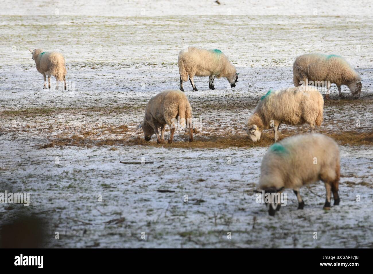 Die Schafe weiden auf Feldern, auf denen sich Schnee auf dem Boden in Rhayader, Wales, angesammelt hat, nachdem es für die Hochländer und Hochebenen in Nordengland prognostiziert wurde, wo gelbe Wetterwarnungen vorliegen. Stockfoto