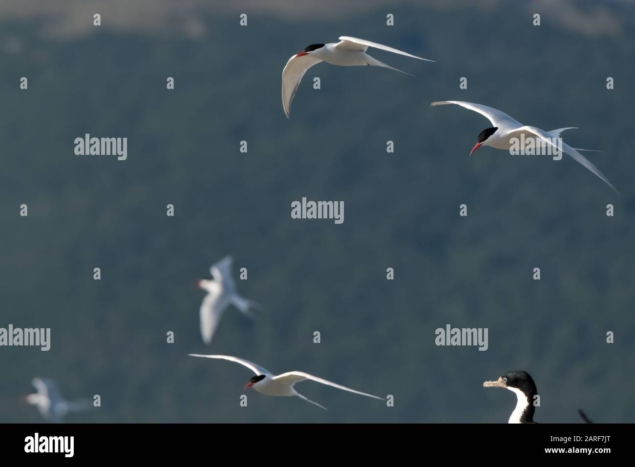 Riesige antarktische Kolonien auf den Inseln des Beagle-Kanals bei Ushuaia, Feuerland, Argentinien. Stockfoto