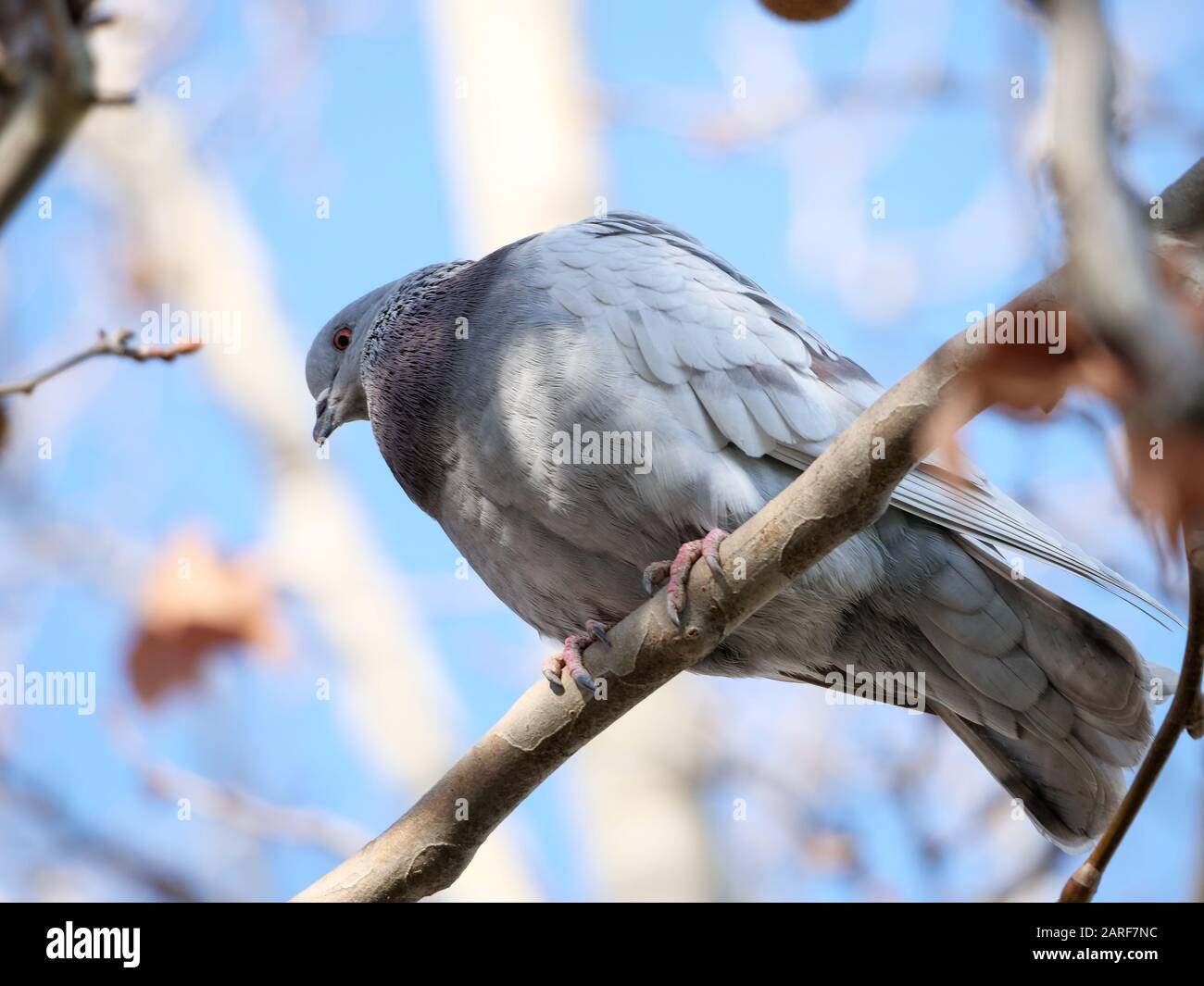 Taube, die in den Straßen und Bäumen der Parks von Madrid lebt Stockfoto
