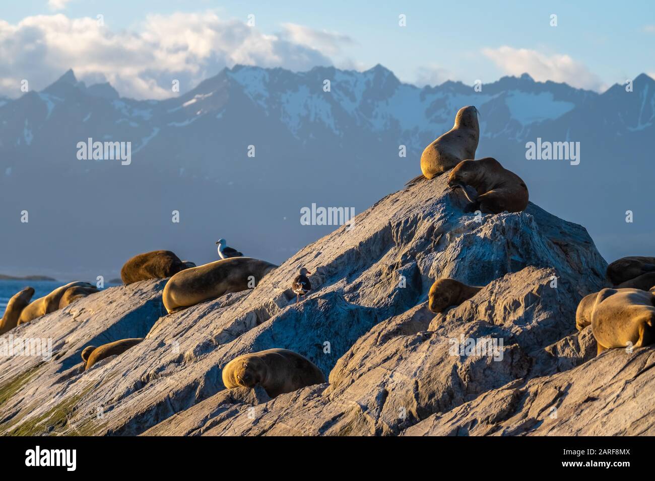 Riesige Seelöwen- und Fellsiegelkolonien auf einer Insel im Beagle-Kanal bei Ushuaia Feuerland, Argentinien. Stockfoto