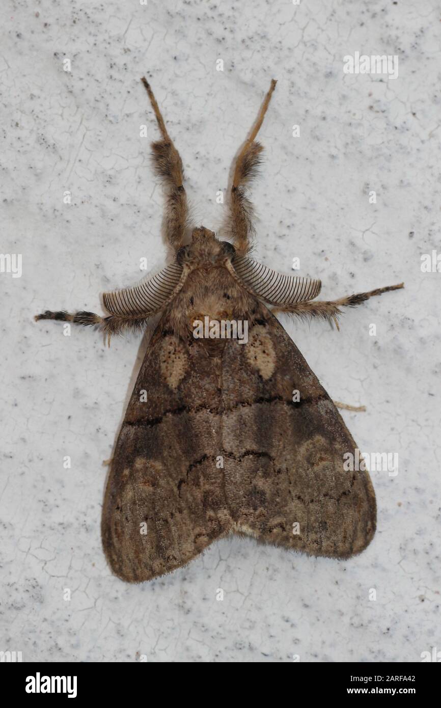 Unidentifizierte Moth, Bhuj, Gujarat, Indien Stockfoto