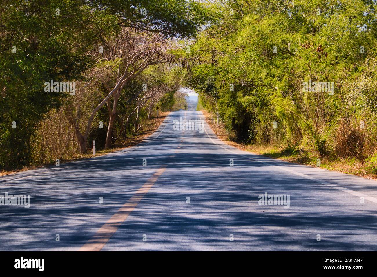 Dieses einzigartige Foto zeigt eine malerische Landstraße mitten in Thailands wilder Natur! Die üppig grünen Bäume wachsen über der Straße zusammen. Stockfoto