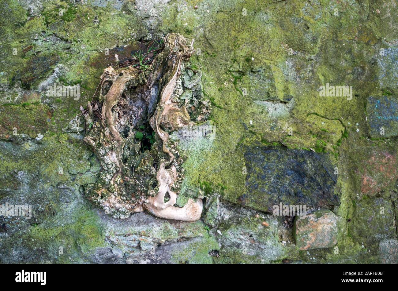 Alte, offene Baumwurzel, die durch rustikale Steinwände bricht, die mit grünem Moos und Algen bedeckt sind Stockfoto