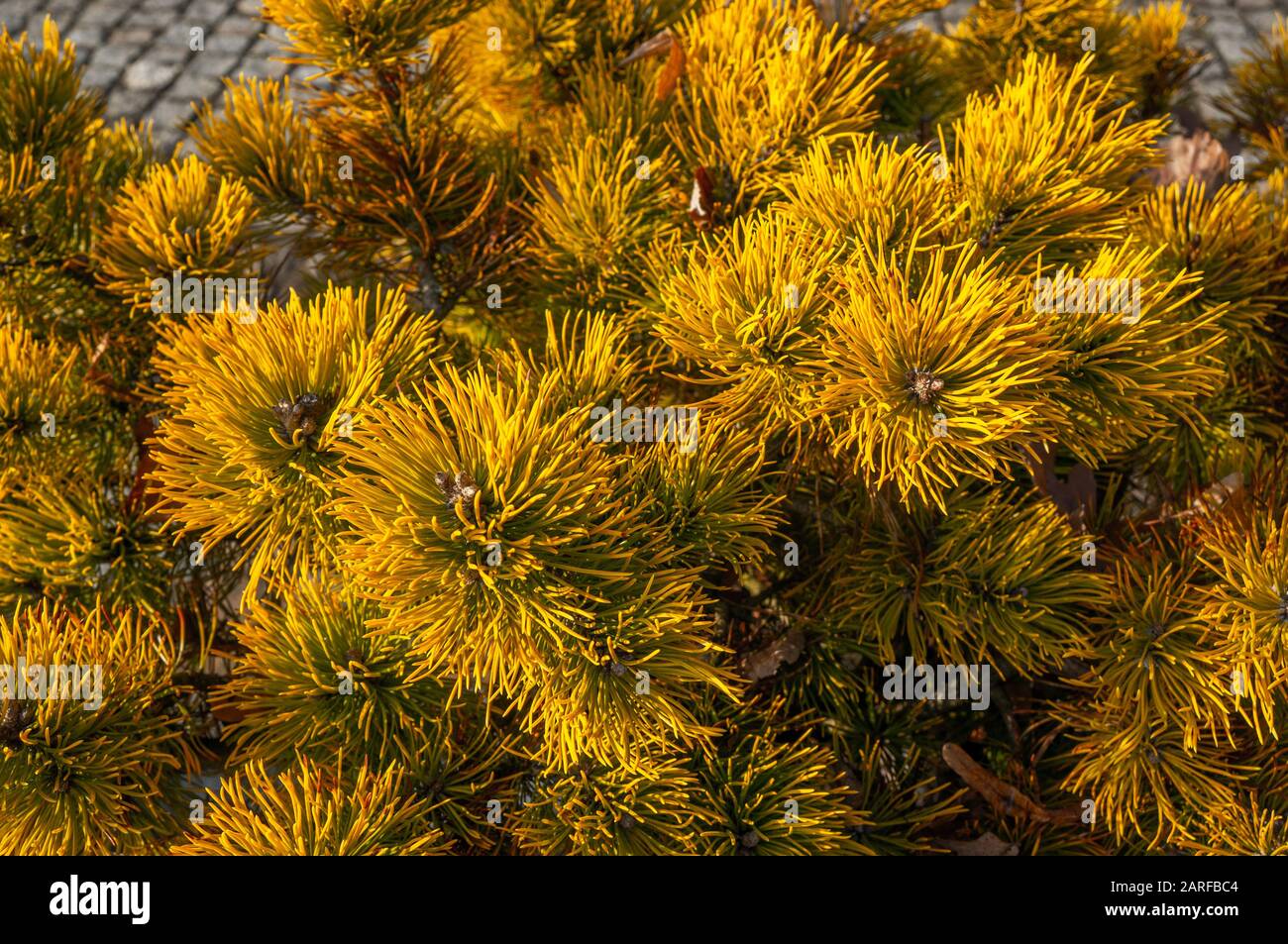 Leuchtend gelbe Tannennadeln an Nadelbäumen in einem zum Licht hin wachsenden Cluster. Pinus virginiana 'Wate's Golden' Stockfoto