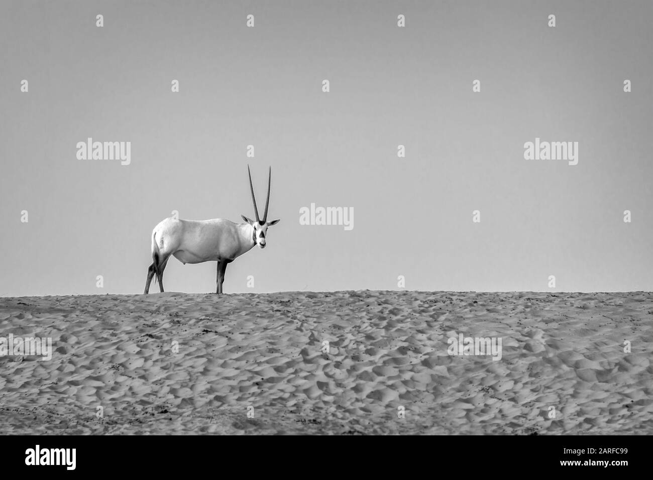 Arabische Oryx, Weiße Oryx (Oryx leucoryx) in der Wüste in der Nähe von Dubai, Vereinigte Arabische Emirate Stockfoto