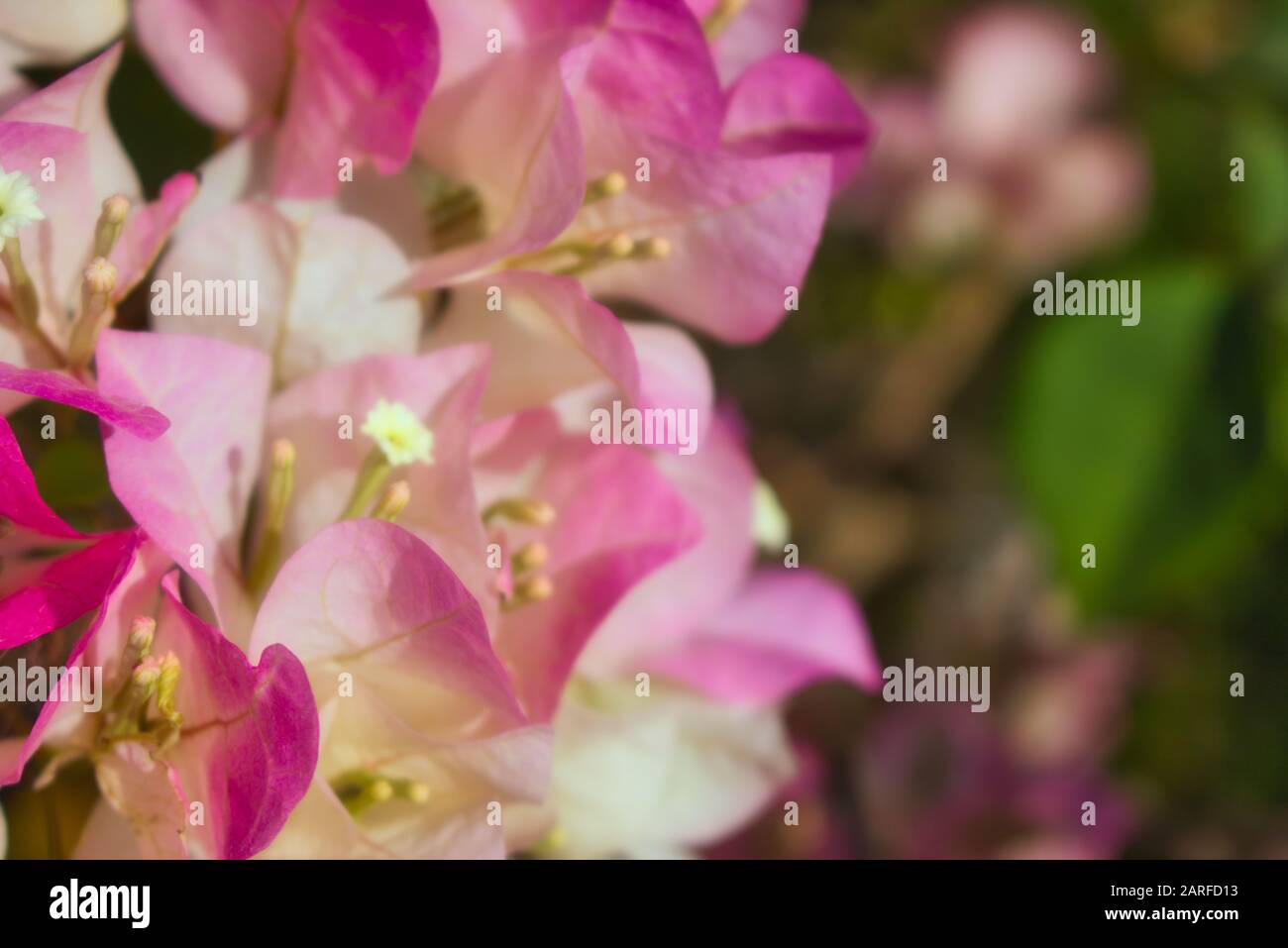 Dieses einzigartige Foto zeigt eine blühende Bougainvillea Pflanze in leuchtenden Farben im Outback von Hua hin in Thailand. Stockfoto