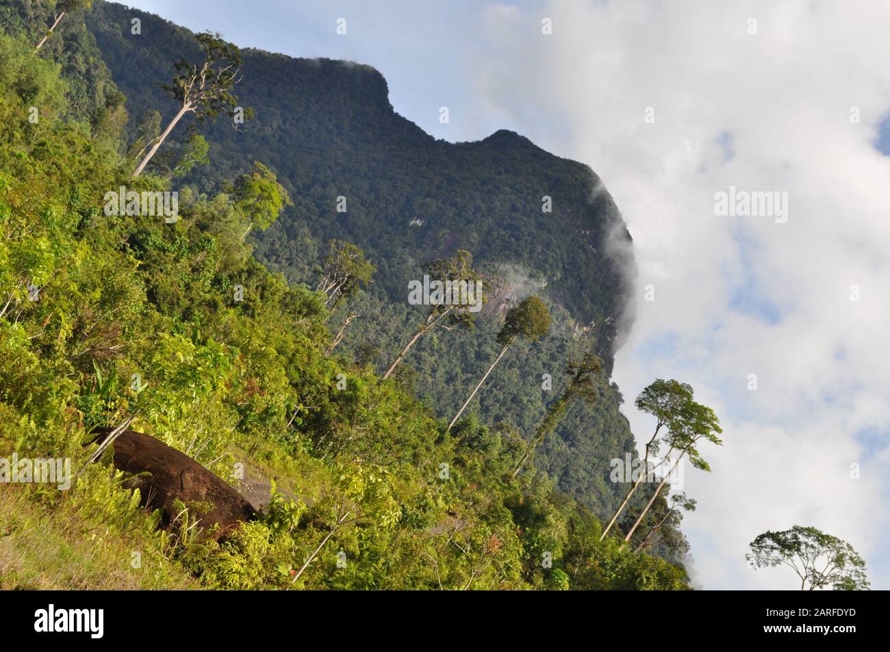 Miri, Sarawak/Malaysia - 7. Oktober 2019: Die Reforestationsprojekte von Lana und Paong in der Region Central Sarawak. Themen sind Kinderzimmer, log Stockfoto