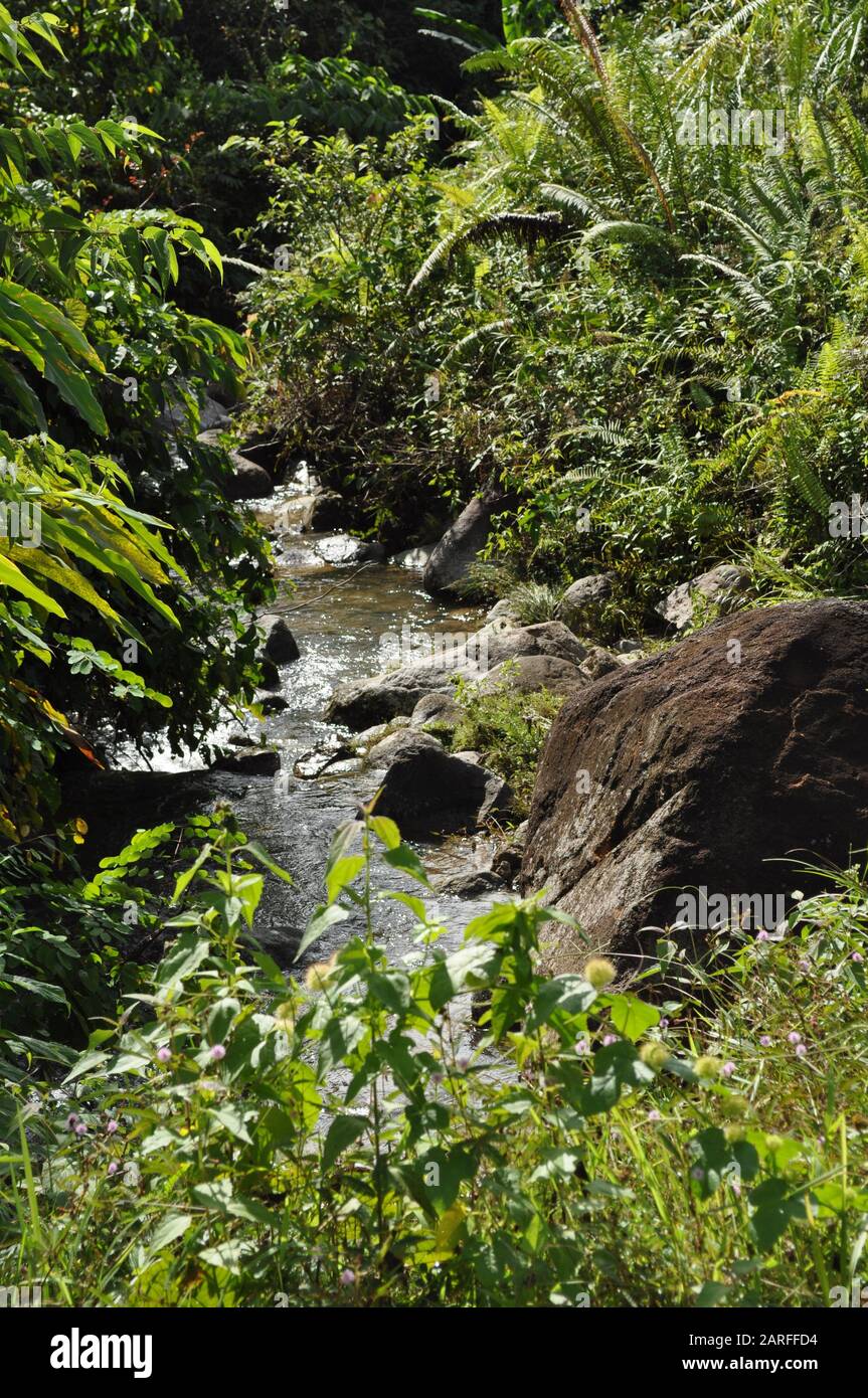 Miri, Sarawak/Malaysia - 7. Oktober 2019: Die Reforestationsprojekte von Lana und Paong in der Region Central Sarawak. Themen sind Kinderzimmer, log Stockfoto