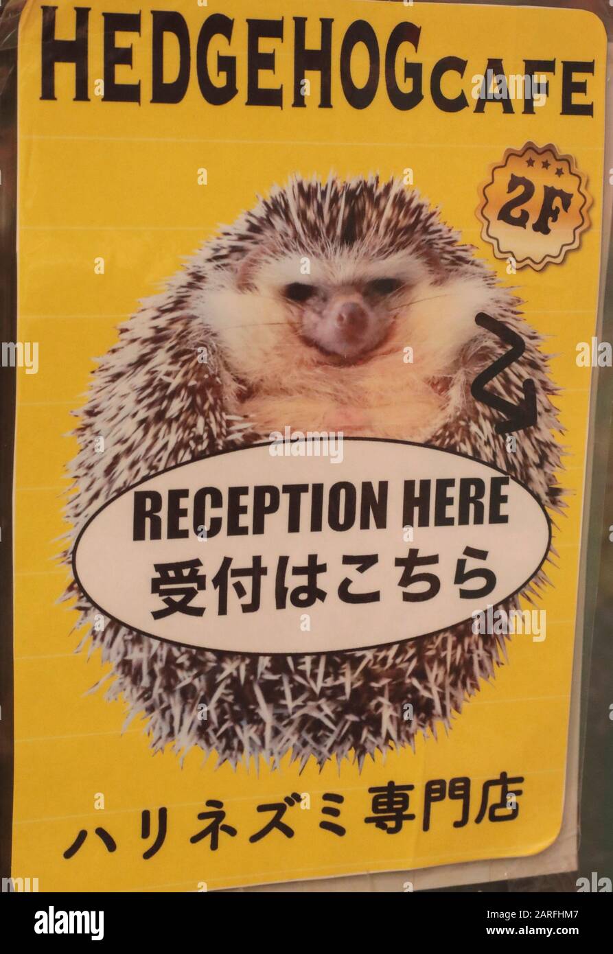 IGEL CAFÉ Stockfoto